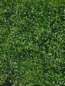 Dark green priviet hedge planted in guernsey by rejuvenate garden services