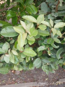 Eleaganus hedge planted by rejuvenate garden services in L'islet, Guernsey