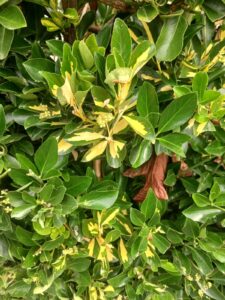 Variegated euonymus, hedge plant in a Guernsey garden