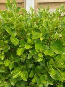 Griselinia hedging plant, Guernsey